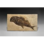 Natural History - Large Diplomystus Fossil Fish in Matrix