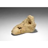 Natural History - Triceratops Dinosaur Bone