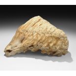 Natural History - Woolly Mammoth Fossil Tooth