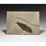 Natural History - Knightia Fossil Fish in Matrix