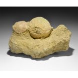 Natural History - Tripneustes Echinoid Fossil in Matrix