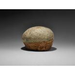 Natural History - Hadrosaur Fossil Dinosaur Egg