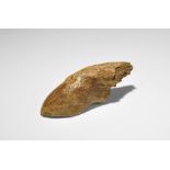 Natural History - Pachycephalosaur Dinosaur Fossil Hoof Claw