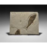 Natural History - Knightia Fossil Fish in Matrix