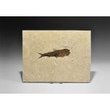 Natural History - Knightia Fossil Fish in Matrix