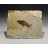 Natural History - Diplomystus Fossil Fish in Matrix