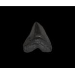 Natural History - Megalodon Shark Tooth Museum Replica