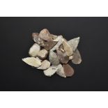 Stone Age Leaf-Shaped Arrowhead Collection