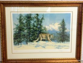A framed signed David Shepherd print Artist Proof 'Mountain Lion' 100 x 80cm