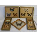 A set of 5 wall mounted display cases containing butterflies