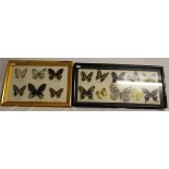 Two Cased Butterfly Display Sets