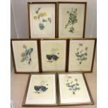 7 Botanic prints from Goulandris Museum 51 x 38cm