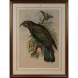 After John Gould and H.C. Richter - 'Nestor Notabilis' (Kea Parrot), mid-19th Century hand-