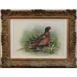 Basil Ede - Study of a Pheasant, watercolour and gouache, signed and dated 1958, approx 22cm x 30cm,