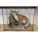 A late 20th Century taxidermized fox, mounted in a naturalistic setting within a glazed oak case,