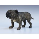 A 20th Century Austrian cold painted cast bronze figure of a standing bulldog, length approx 19cm.