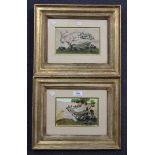 A pair of 19th Century Chinese watercolours on rice paper, each depicting two birds, approx 12cm x