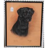 Marjorie Cox - 'Topsy' (Portrait of the Labrador), pastel, signed, titled and dated 1996, approx