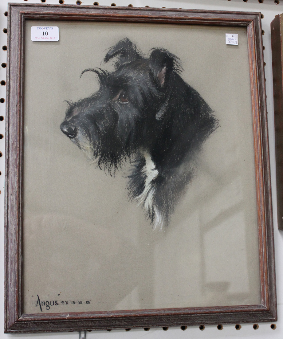 P.B. - 'Angus' (Portrait of the Terrier), pastel, signed with initials and dated 13.10.55, approx