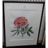 Gillian Barlow - Study of a Peony, watercolour, signed with initials and dated '97, approx 32.5cm