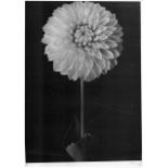 Bruce Rae - Untitled (Dahlia), n.d., silver gelatin photographic print, 40.4 x 29.2cm, edition 2/10,