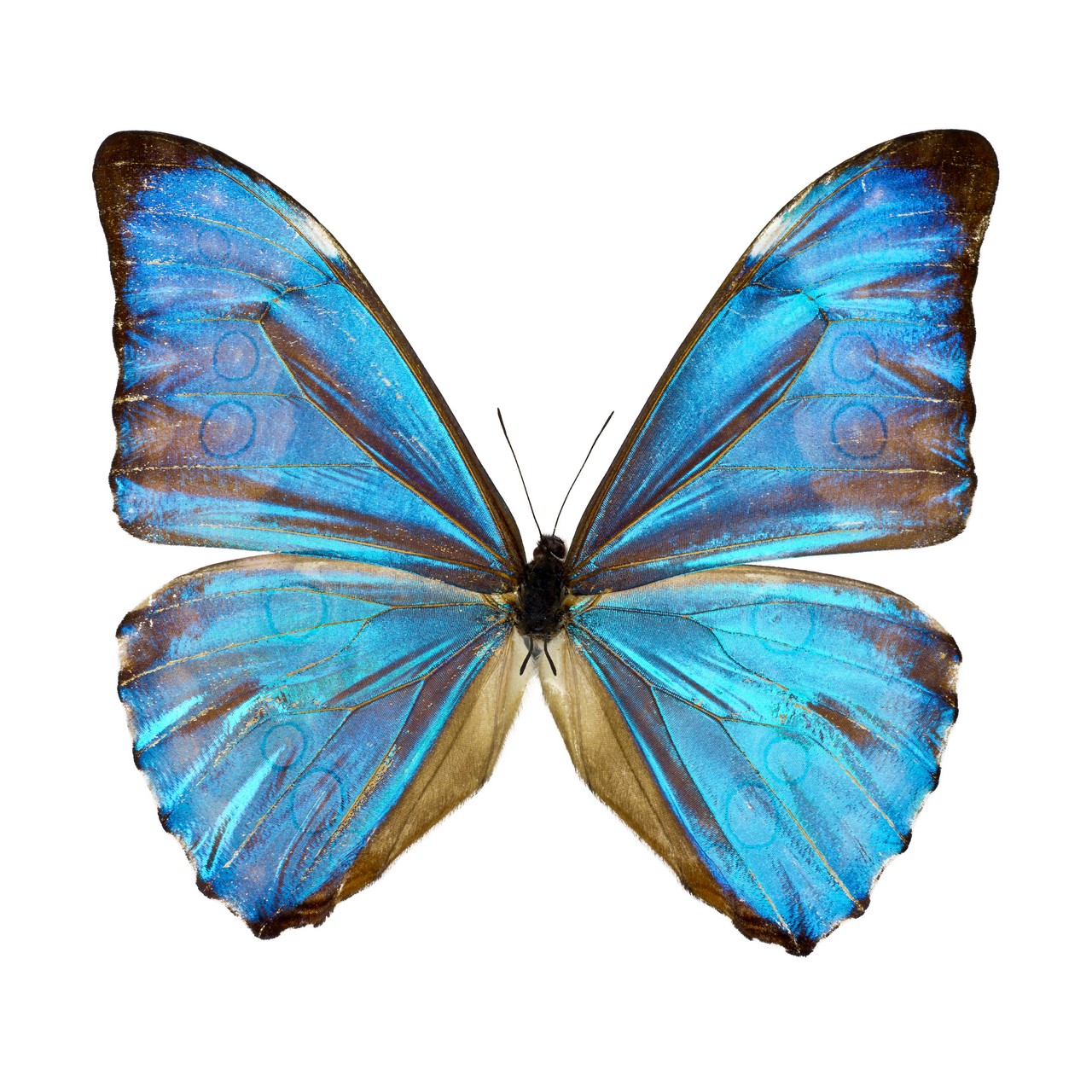 Tim Ashley (b.1961) – Morpho, from the Butterflies series, undated, photograph, framed and glazed