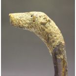 A late 19th Century holly walking stick, the handle carved in the form of a terrier's head with