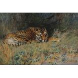 Arthur Wardle - 'Midday Rest' (Study of a Recumbent Tiger), watercolour and gouache, signed,