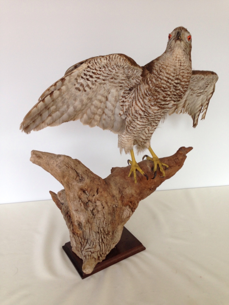 A large taxidermy of a falcon on a tree stump. Approx 65cm tall.
