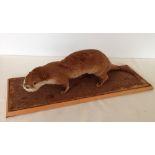 A taxidermy of an otter, approx 60cm long.