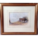A framed & glazed watercolour of a wild rabbit by Christopher Hughes. 45 x 52cm.