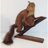 A vintage taxidermy of a red squirrel.