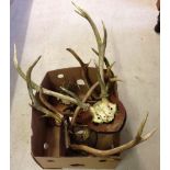 A box of Stag & Roe deer shield mounted horns/antlers.