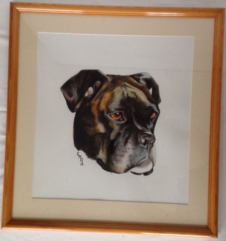 A framed & glazed watercolour of a boxer dog by E.M.R. Allder.