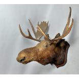 A moose shoulder and head mount, 48"spread, 35" long.