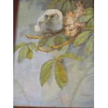 R**H**Austin - watercolour A study of a juvenile owl on a blossoming branch, signed 19" x 14"