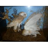 A pair of old taxidermy stuffed barn owls within scenic glazed rectangular case