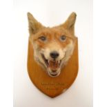 Taxidermy.  A Rowland Ward fox mask, mou