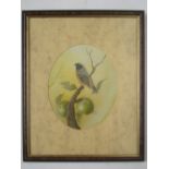 A 20th Century study of a songbird perched on an apple branch, in the oval.