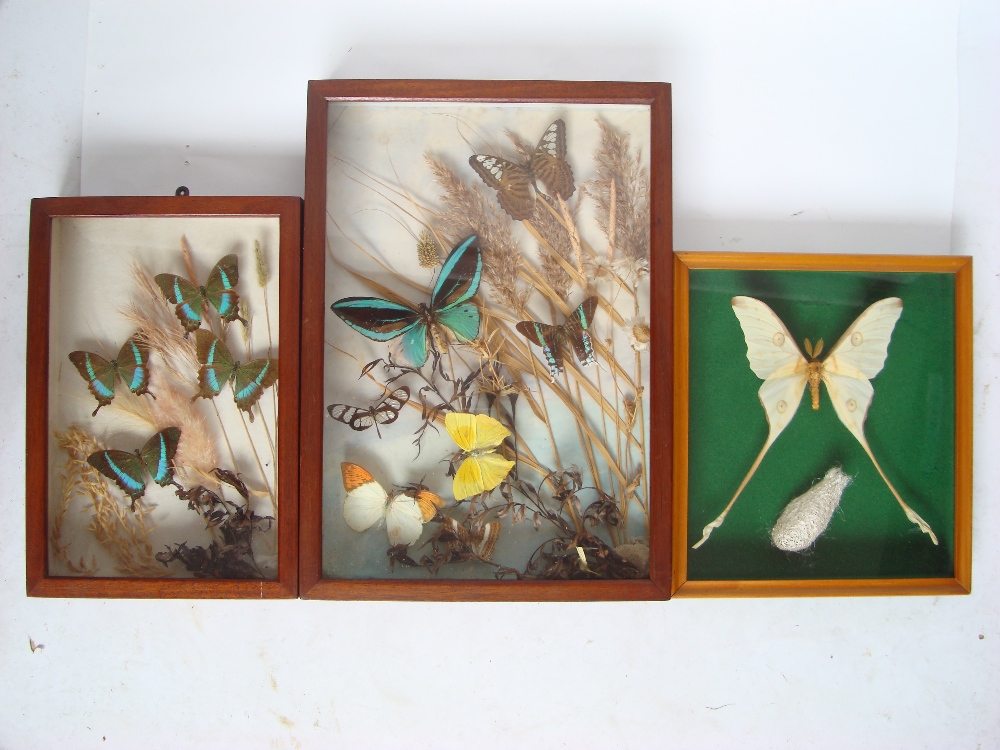 Two glazed wall mounted hardwood cases of tropical butterflies,
