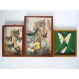 Two glazed wall mounted hardwood cases of tropical butterflies,