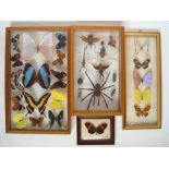 A glazed wall mounted case of South American butterflies together with a glazed case of beetles,