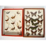 Two glazed cases of South American tropical  butterflies (2).