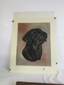A pastel portrait of a black Labrador signed C J Mumby, '83