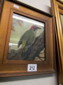 A framed and glazed oil painting of a Woodpecker initialled BB, image 16cm x 18cm, frame 29cm x