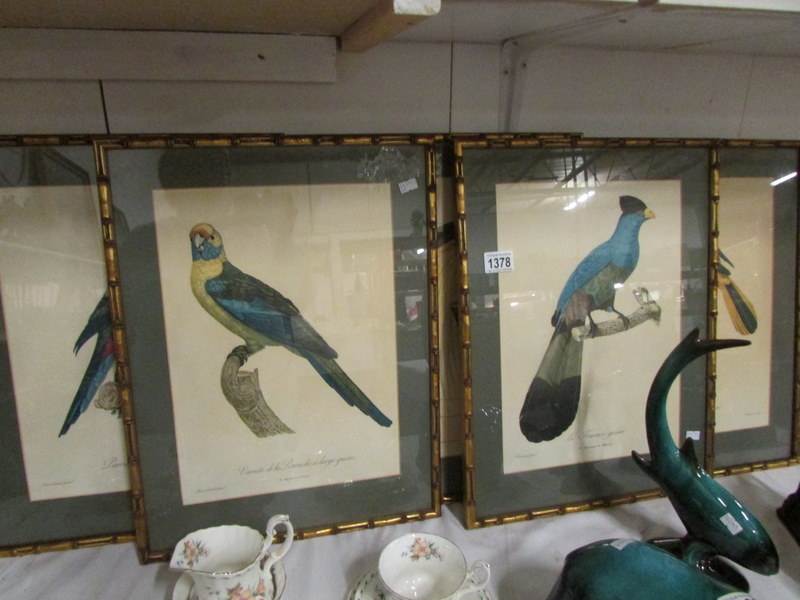 5 framed and glazed prints of birds