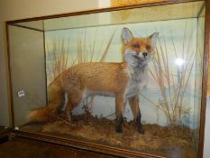 Taxidermy - a cased vixen fox by taxider