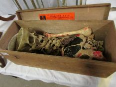 A part skeleton in wooden box
