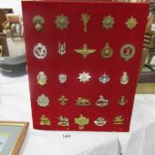 Approximately 200 military cap badges mounted on boards and in a case
