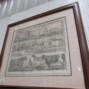 A framed print 'Holt Stock Farm'